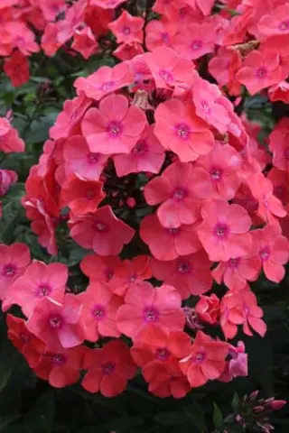 Phlox paniculata 'Freudenfeuer'