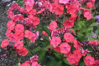 Phlox paniculata 'Freudenfeuer'
