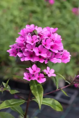 Phlox paniculata 'Für Elise'