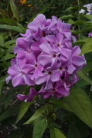 Phlox paniculata 'Gordost' Rossii'