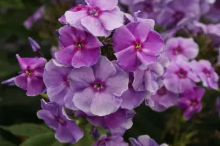 Phlox paniculata 'Gräfin V. Schwerin'
