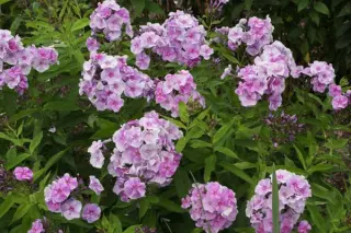 Phlox paniculata 'Gräfin V. Schwerin'