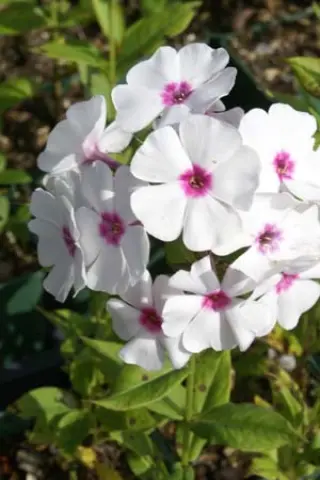 Phlox paniculata 'Graf Zeppelin'