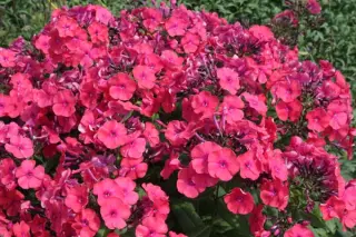 Phlox paniculata 'Grillfeuer'