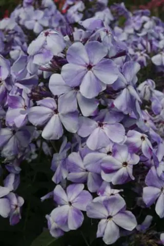 Phlox paniculata 'Gzhel'
