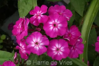 Phlox paniculata 'Hannah'