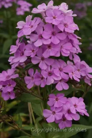 Phlox paniculata 'Hesperis'