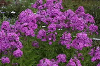 Phlox paniculata 'Hesperis'