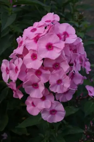 Phlox paniculata 'Herbstwalzer'