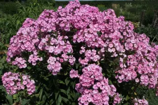 Phlox paniculata 'Herbstwalzer'