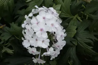 Phlox paniculata 'Ingeborg Från Nybro'