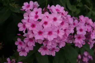 Phlox paniculata 'Inta'