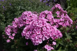 Phlox paniculata 'Inta'