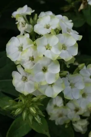 Phlox paniculata 'Jade'