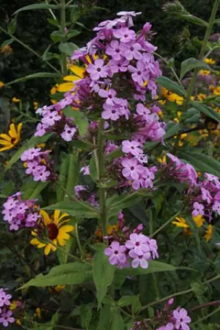 Phlox paniculata 'Jeana'