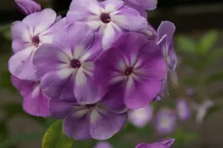 Phlox paniculata 'Katherine'