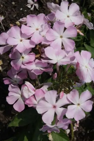 Phlox paniculata 'Ksenija'