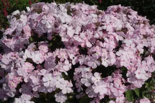 Phlox paniculata 'Ksenija'