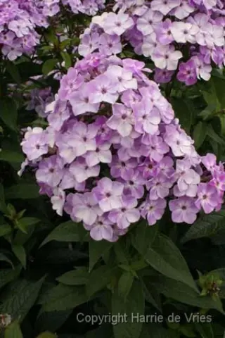 Phlox paniculata 'Lavendelwolke'