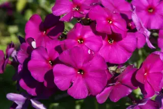 Phlox paniculata 'Le Mahdi'