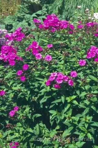 Phlox paniculata 'Le Mahdi'