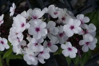 Phlox paniculata 'Little Sara'