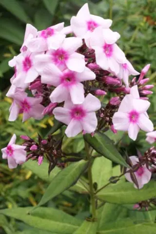 Phlox paniculata 'Miss Ellie'