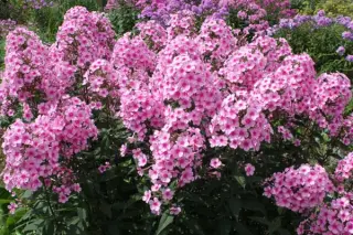 Phlox paniculata 'Miss Pepper'
