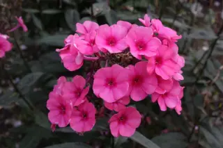 Phlox paniculata 'Mio'