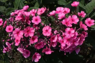 Phlox paniculata 'Mio'