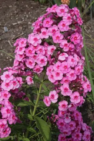 Phlox paniculata 'Morfar Albert'