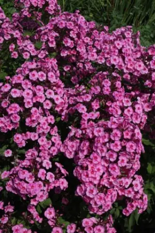 Phlox paniculata 'Morfar Albert'