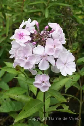 Phlox paniculata 'Mon. Lynden-Belll'