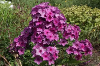 Phlox paniculata 'Mister x'