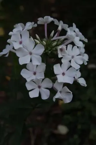 Phlox paniculata 'Nirvana'