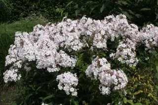 Phlox paniculata 'Nirvana'