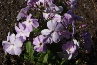 Phlox paniculata 'Oblako'