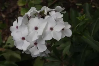 Phlox paniculata 'Ocharovatel'nye Glaski'