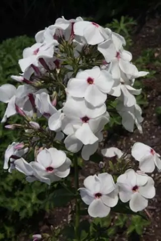 Phlox paniculata 'Ocharovatel'nye Glaski'