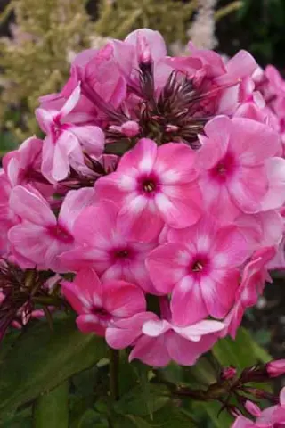 Phlox paniculata 'Oljenka'