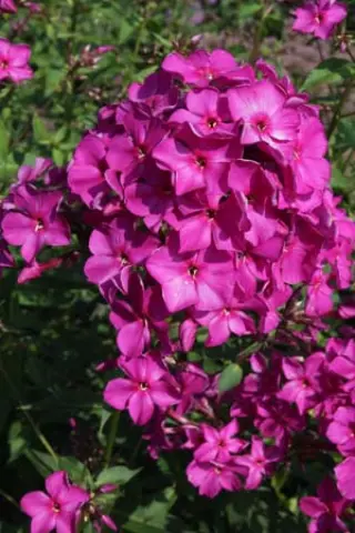 Phlox paniculata 'Paul Hoffmann'