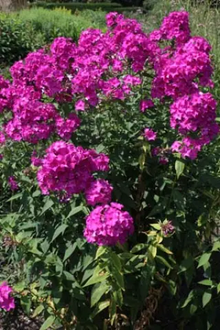 Phlox paniculata 'Paul Hoffmann'