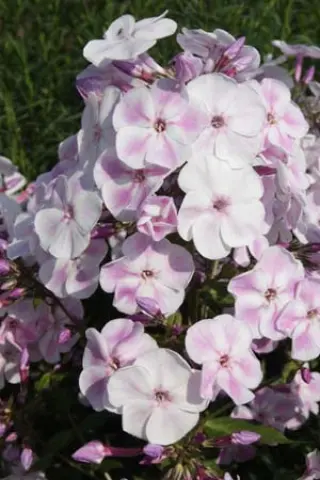 Phlox paniculata 'Papagena'