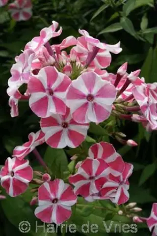 Phlox paniculata 'Peppermint Twist'