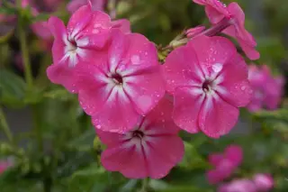 Phlox paniculata 'Pink Attraction'