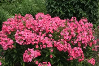 Phlox paniculata 'Pink Attraction'