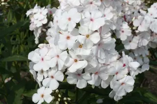 Phlox paniculata 'Popeye'