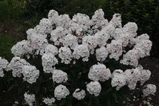 Phlox paniculata 'Popeye'
