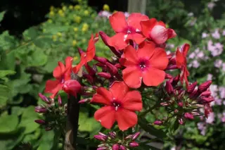 Phlox paniculata 'Prince Of Orange'