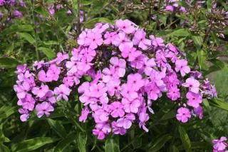 Phlox paniculata 'Princess Sturdza'